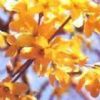 Forsythia Fructus Extract